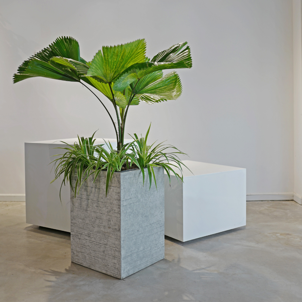 Chậu cây Kè Nhật Mix Mẫu Tử