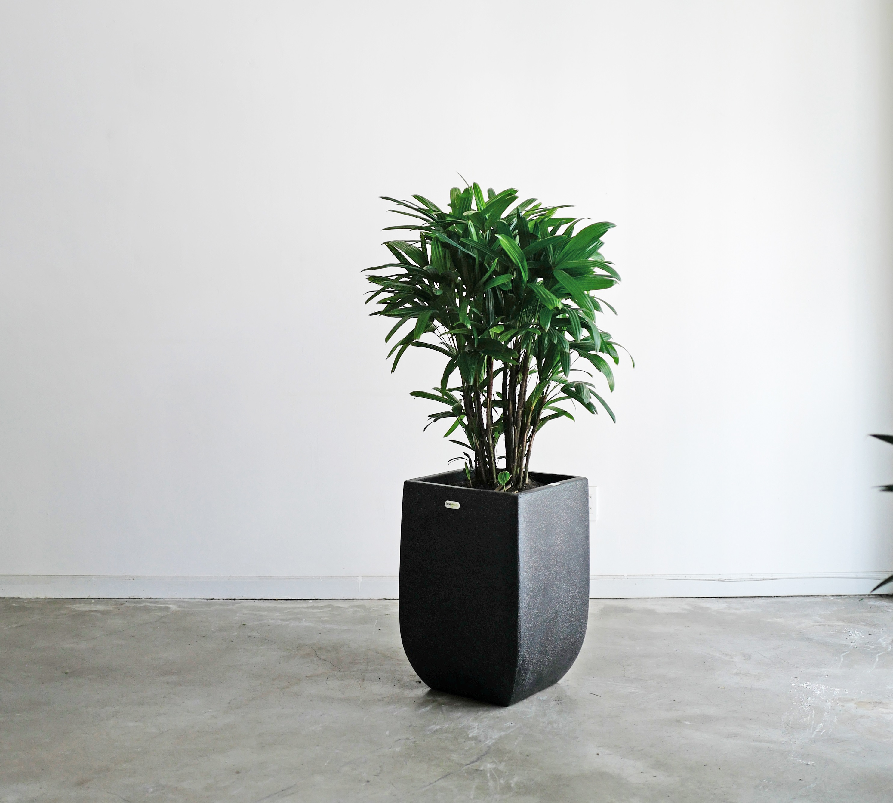 Chậu cây Mật cật