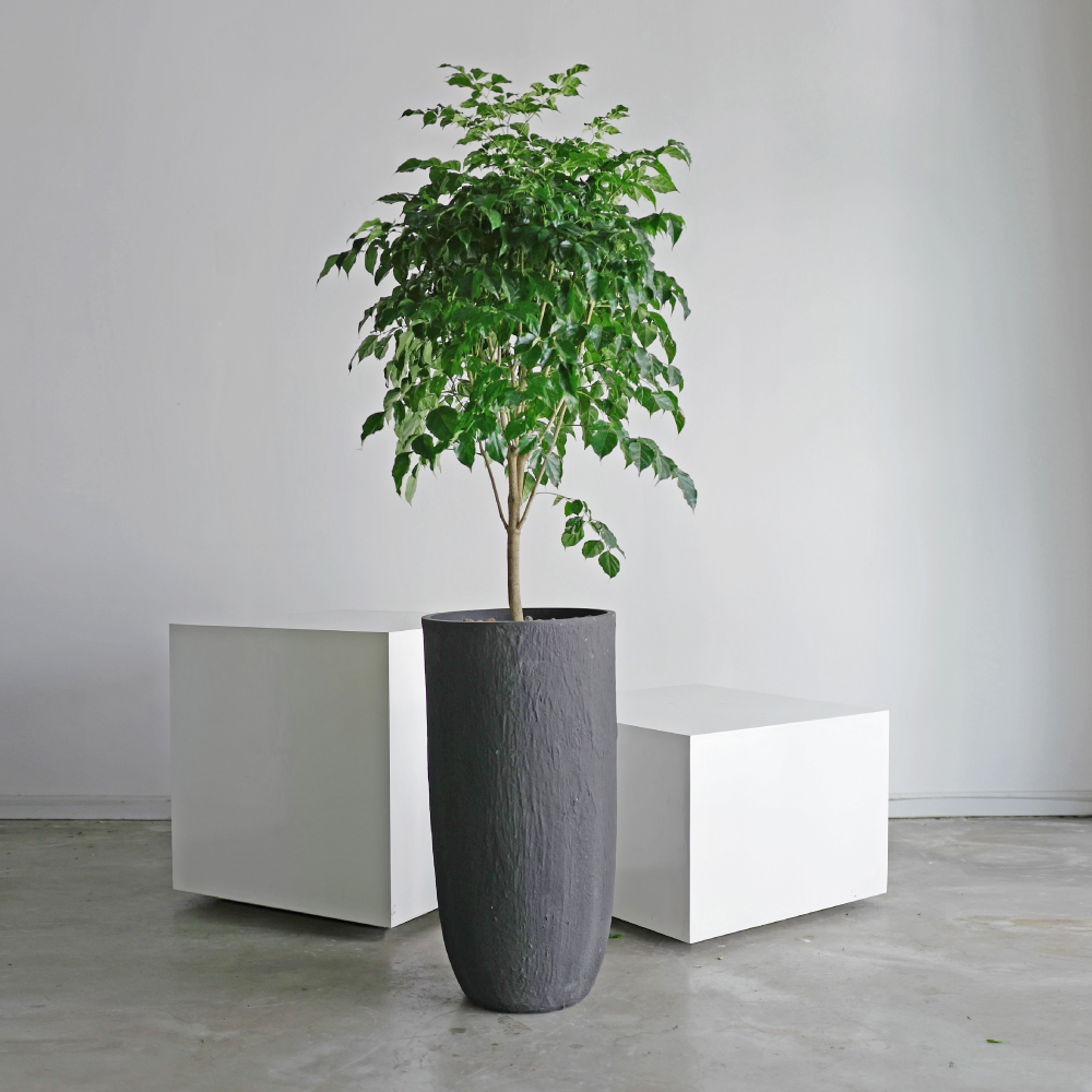 Chậu cây Hạnh Phúc